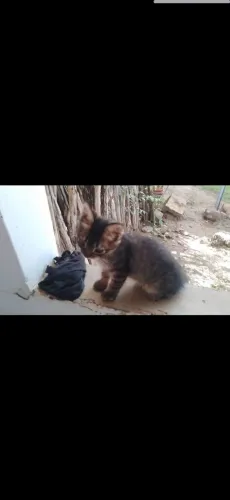 ? Adoção Responsável Ugente - Gatinho Filhote