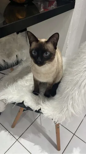 Gato Siamês macho 1 Ano, muito dócil