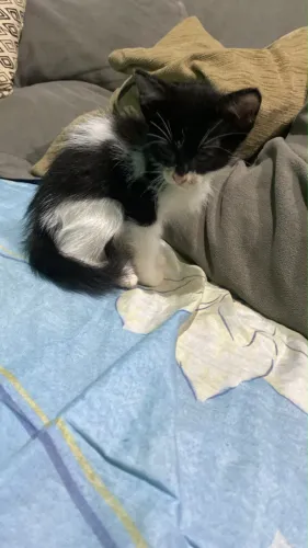 Doação gatos