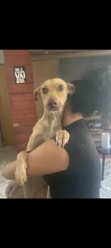 Pimenta precisa de um lar 