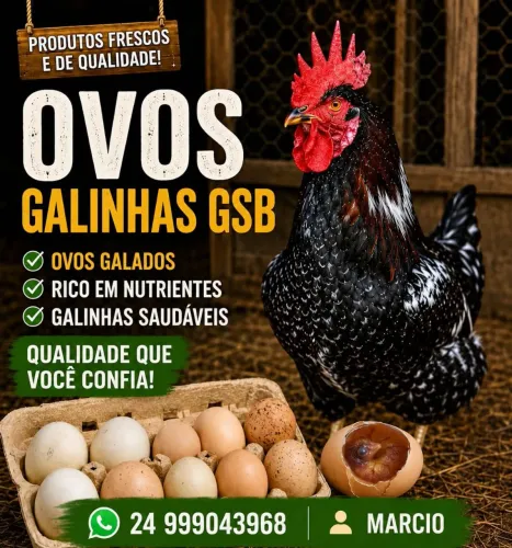 Ovos galado da galinha balão