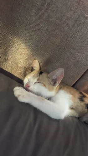 Procura se gatinho Perdido 