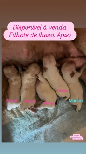 Cachorro 