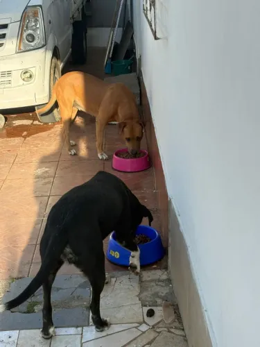 Doa-se Cachorro Vira Bull/Piti Lata