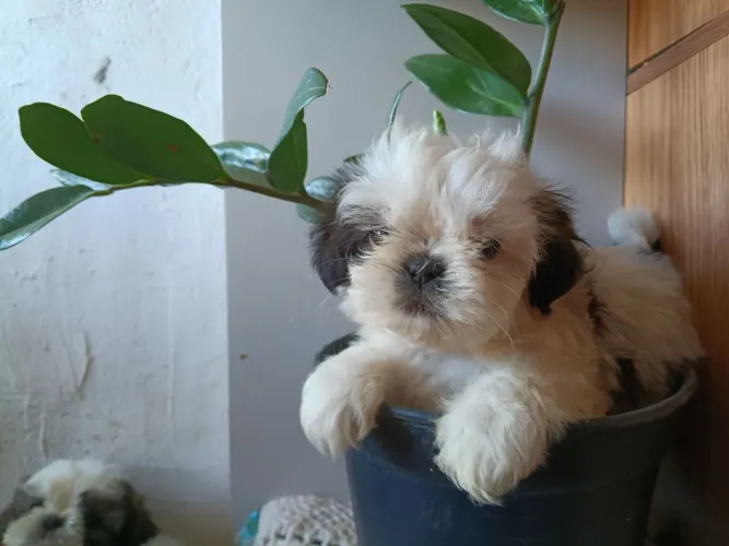 Filhote de Shitzu Tzu verdadeiro