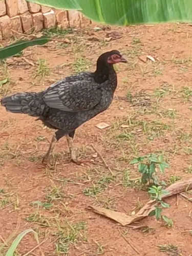 Vendo lote de frangas e galo índio legítimo