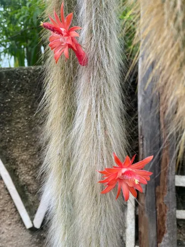 Cacto rabo de macaco