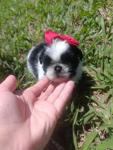 ShihTzu fêmea