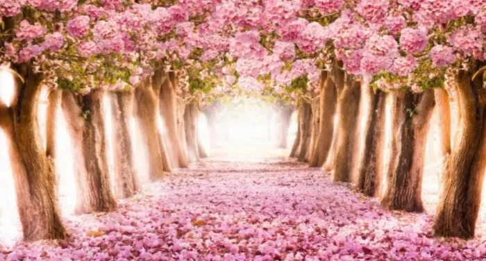 Imperdível- Painel De Festa Paisagem Alameda De Cerejeiras Com Flores novo