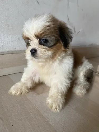 Vendo filhotes de shih tzu