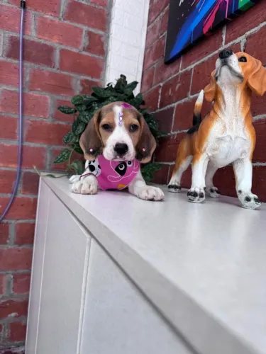 beagles vacinados na loja