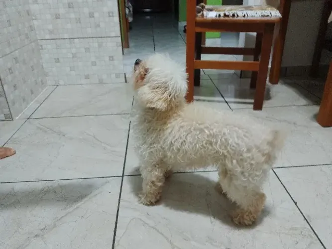 Cachorrinha poodle 