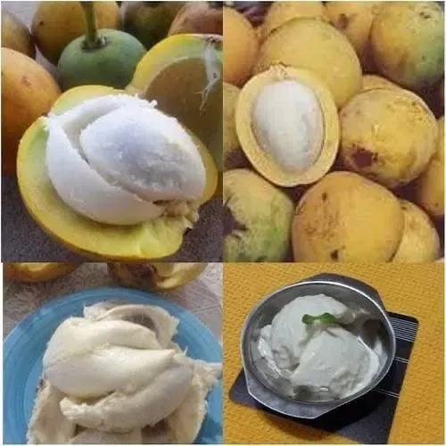 Vendo polpa Bacuri