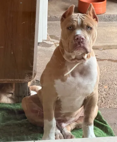 Pit monster 6 meses