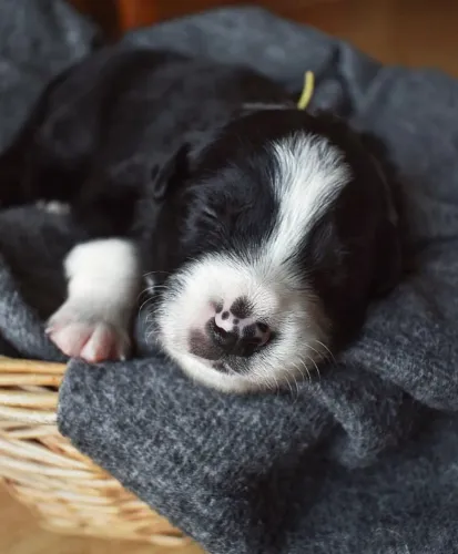 Filhotes de Border Collie | Mais carinho para compartilhar!