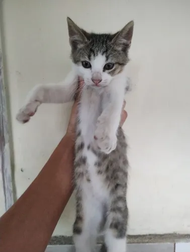 Gatinho filhote para adoção