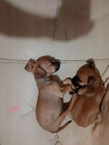Adoção de cachorros