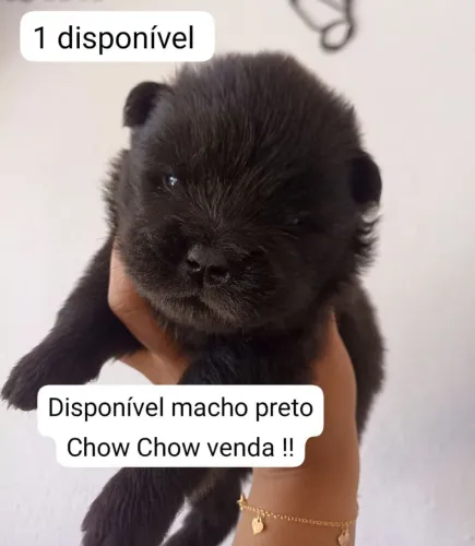 Chow Chow filhote disponível.