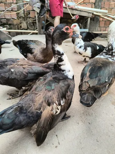 Patos Fêmea e 1 Macho.