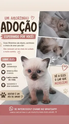 Filhotes, disponíveis para adoção!