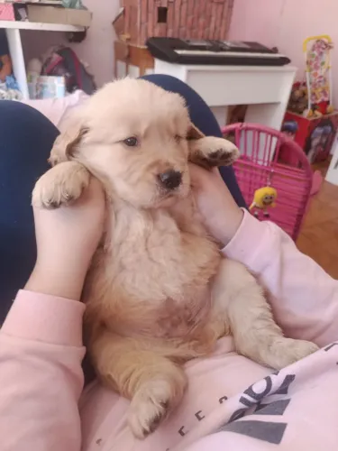 Filhote de Golden Retrivier