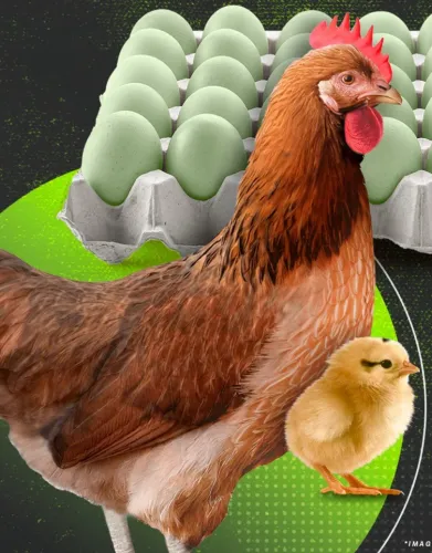 POSTURA VERDE (pintinhos)