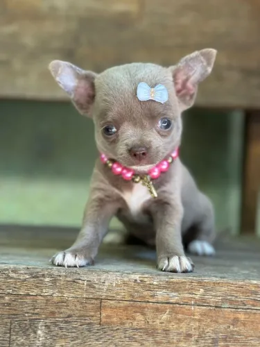 Chihuahua Consulta Veterinária,Garantias e Kit Filhote