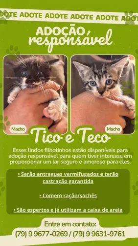 Gatinhos machos para adoção
