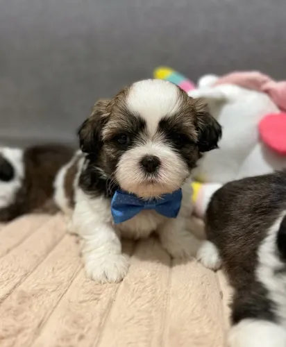 Shih tzu Filhotes Fêmeas e Machos Alegria das Crianças e Adultos!