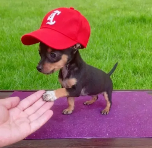 Filhote de Pinscher Disponível em Americana