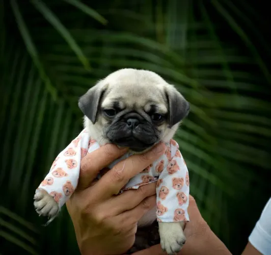 Pug filhotes para apartamento pré adestrado em SP