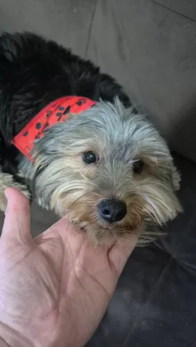 Vendo cão macho Yorkshire