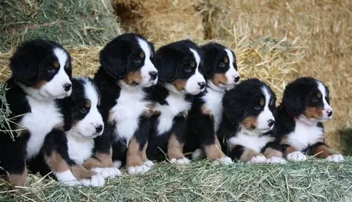 Cachorro filhote bernese com excelente estrutura e saúde