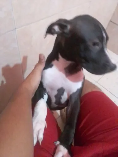 A Venda filhote de pitbull filhote