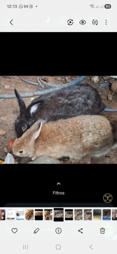 Femea grávida preste atenção da a luz.