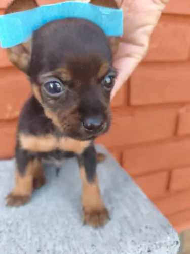 Pinscher lindinho pronto pra um novo lar - chama no chat