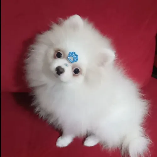 Spitz alemão Machinho branco neve 