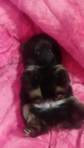 Lulu macho disponíveis