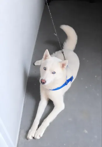 husky siberiano.