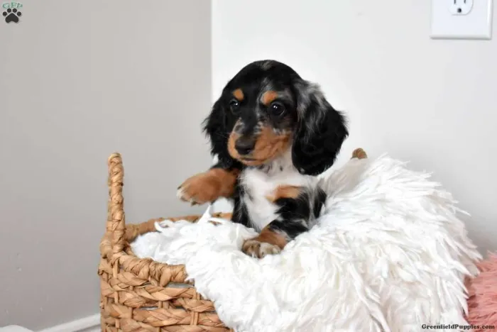 Dachshund | Lindos Filhotes Disponíveis