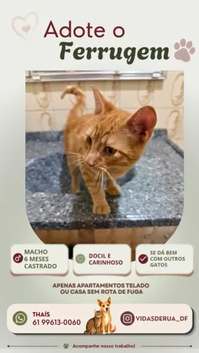 Lindo gatinho laranja para adoção 