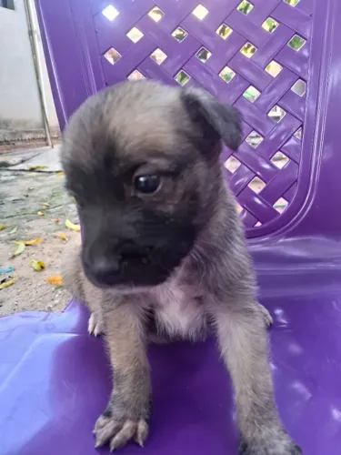 Doação de cachorros Macho