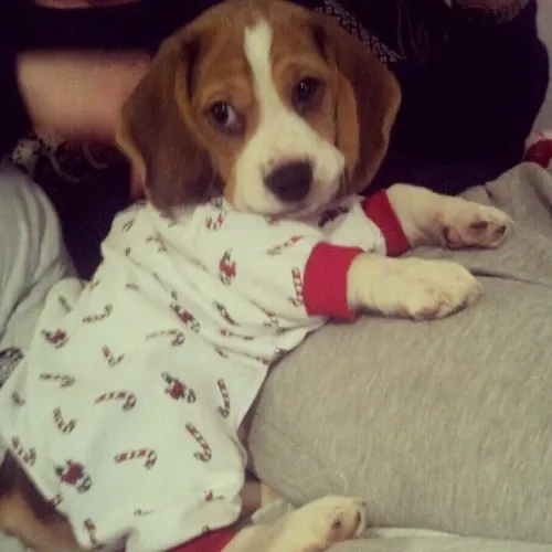 Beagle O cachorrinho certo está esperando por você