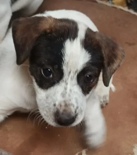 Filhote fofinha vira lata