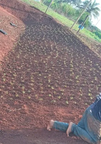 Jardinagem