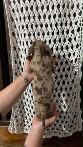Filhotinho de Dachshund (Salsicha)