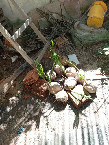 Mudas de coqueiro anão 