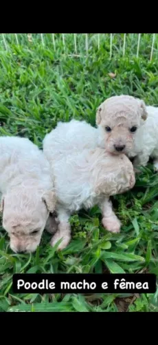 Lindos bbs de poodle porte pequeno