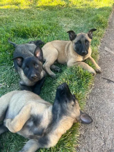 Filhotes de pastor malinois