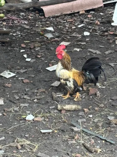 Garnizé